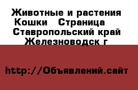 Животные и растения Кошки - Страница 2 . Ставропольский край,Железноводск г.